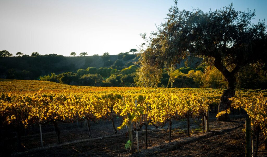 Santa-Ynez_DSC09252011