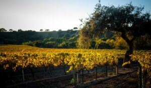 Santa-Ynez_DSC09252011