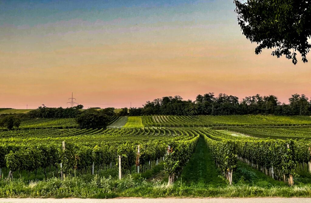 Vineyard-Burgenland_0960
