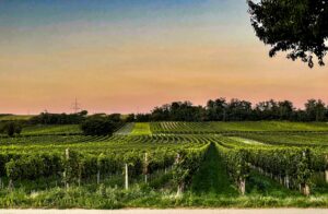 Vineyard-Burgenland_0960